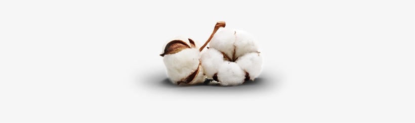 Cotton Png, transparent png