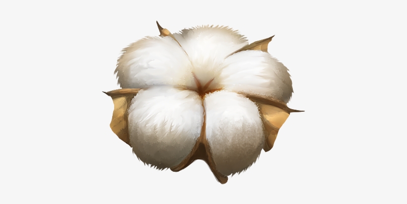 Cotton Plant Png Image - Cotton Png, transparent png