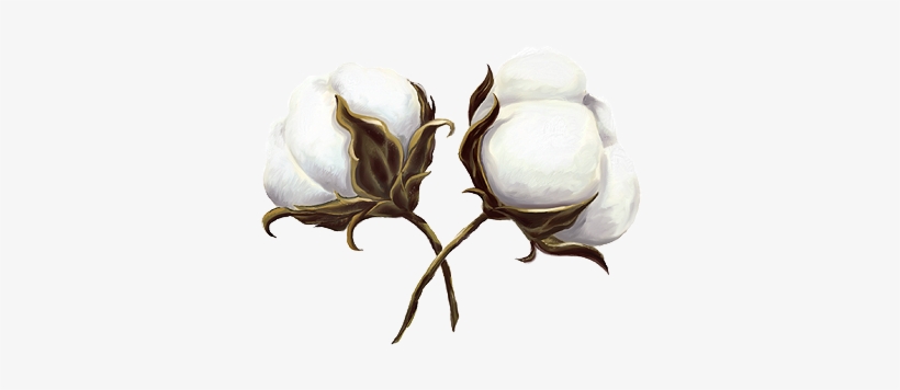 Cotton Is King - Cotton Transparent, transparent png