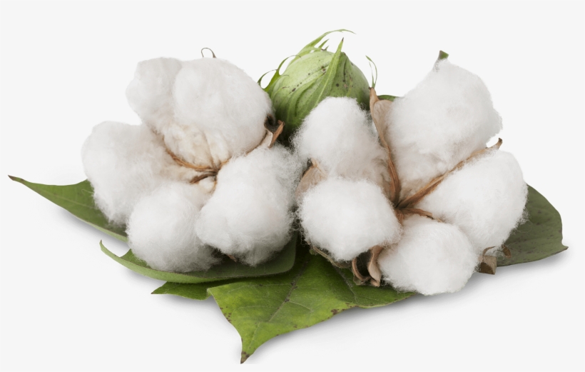 Cotton Cotton - Benefits Of Cotton Plant, transparent png