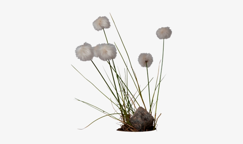 Cotton Png High-quality Image - Cotton Grass Png, transparent png