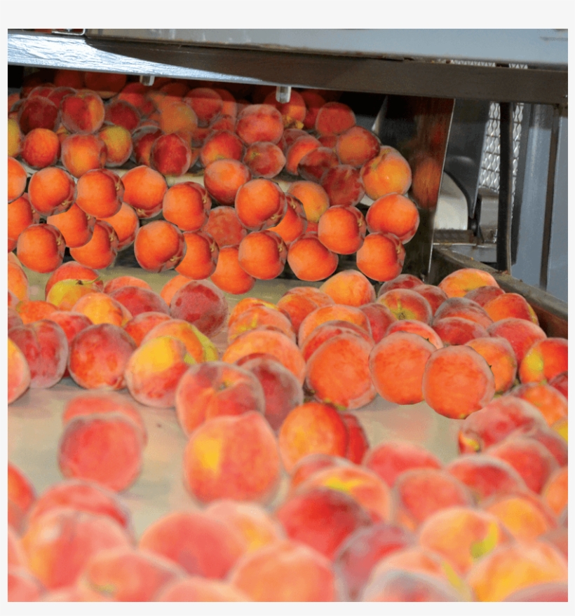 Fresh Blueberries - Clementine, transparent png