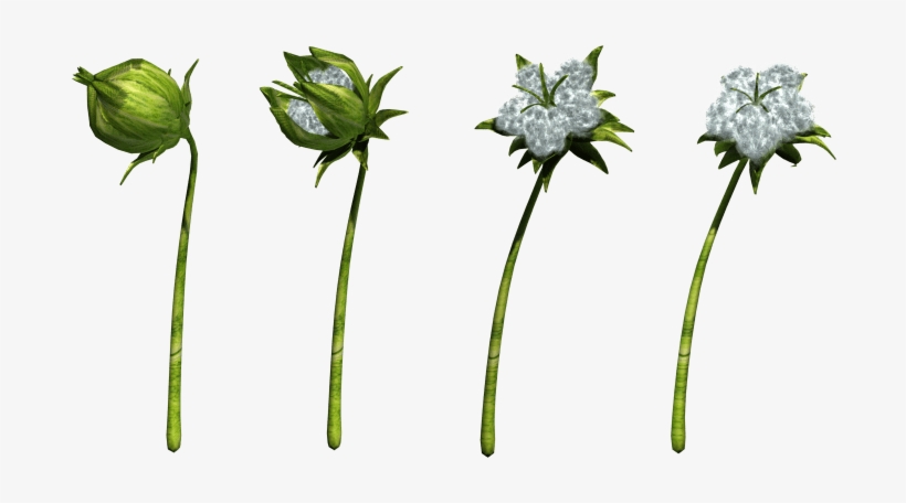 Free Png Cotton Png Images Transparent - Botany Transparent, transparent png