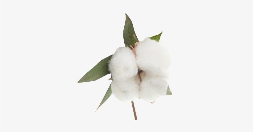 Cotton Png - White 100% Pure Soft Terry Cotton Multi Functional, transparent png
