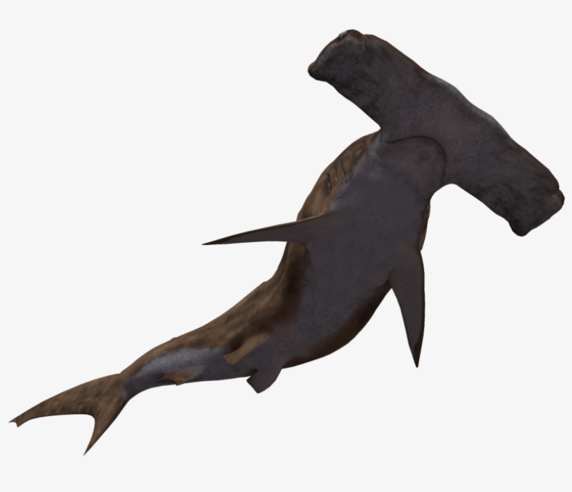 Pc Img, Background Jesus Castaneda - Hammerhead Shark No Background, transparent png