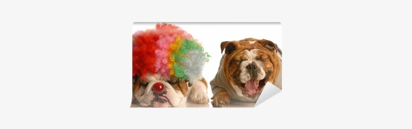 Bulldog Laughing At Another Dog Dressed Up With Clown - Party Time With Dogs, transparent png