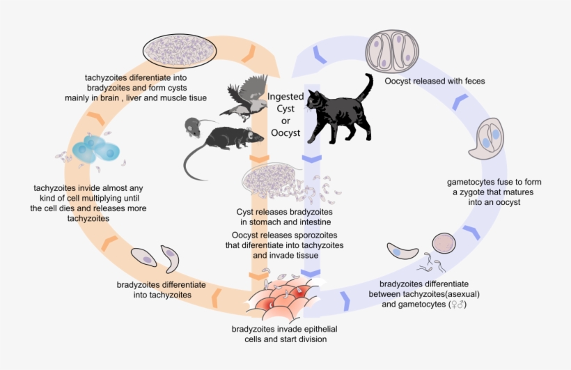 Friday Fellow - Ciclo De Toxoplasma Gondii, transparent png