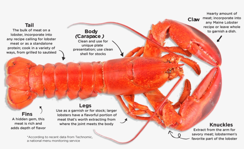 Maine Lobster - Lobster Carapace, transparent png