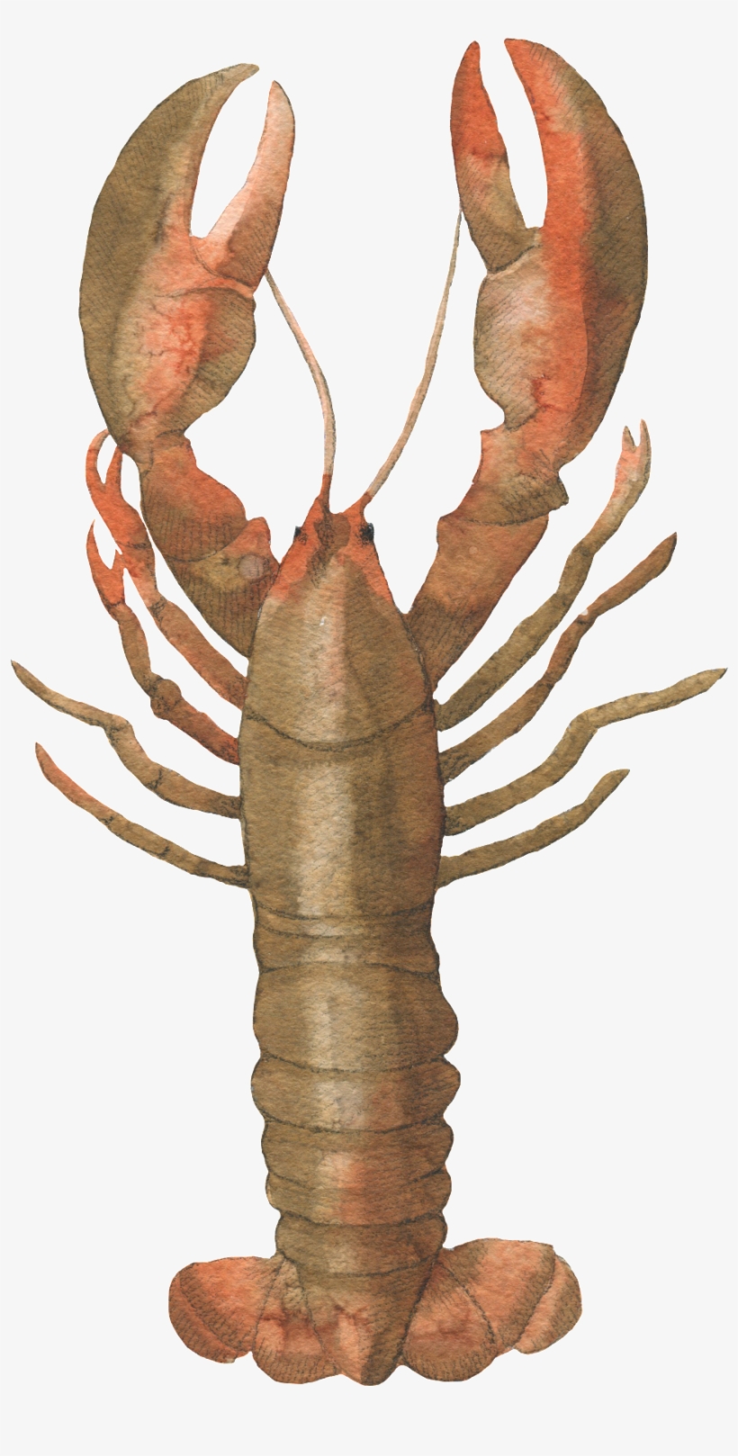 Este Gráficos É Brown Lobster Hand Painted Watercolor - Portable Network Graphics, transparent png