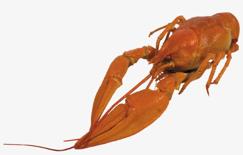 Lobster Transparent Png Svg Black And White Download, transparent png