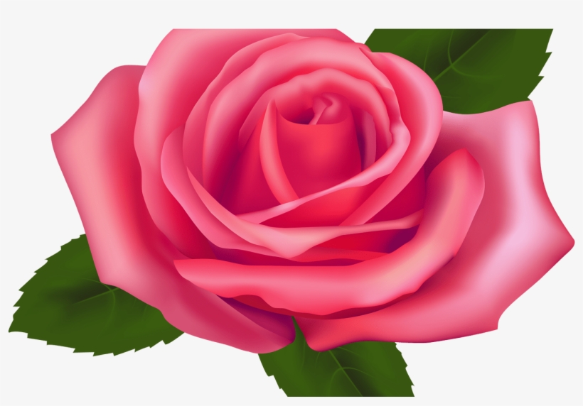 Collection Of Free Rose Vector Transparent Background - Rose Clipart, transparent png