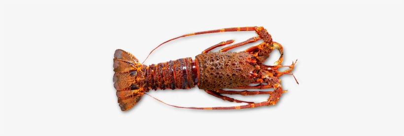 Raw Whole Rock Lobster By Sapmer - Homarus Gammarus, transparent png