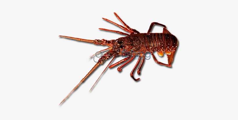 Western Rock Lobster - Lobster, transparent png