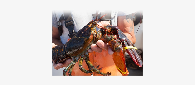 With An Extensive Vertically Integrated Network, Garbo - Main Lobster, transparent png