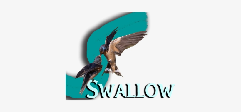 Swallow Media - Tenacious D, transparent png
