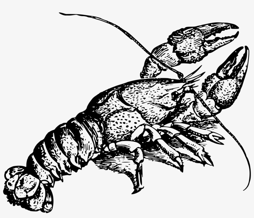 Crawfish Vector Spiny Lobster - Crayfish Clipart, transparent png