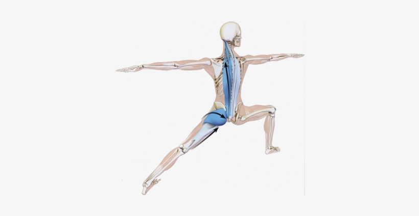 Yoga Anatomy, transparent png