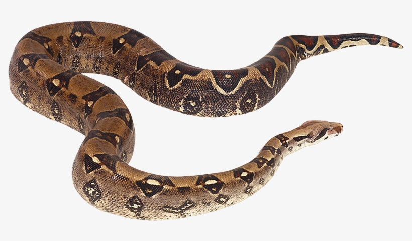Snake Reptile Cobra Png - Serpientes De Agua Png, transparent png