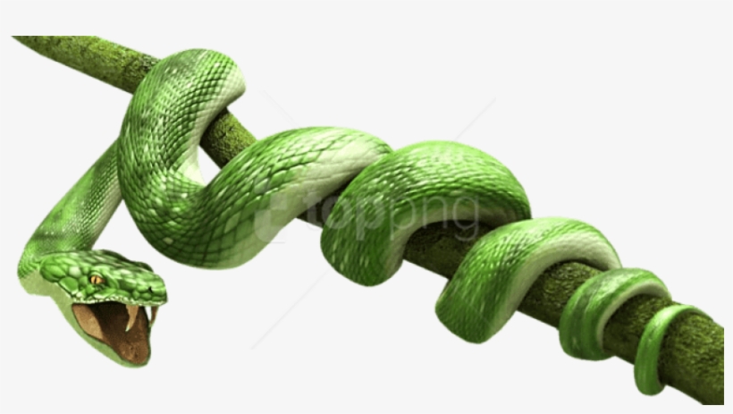 Free Png Download Green Snake Png Images Background - Animals, transparent png
