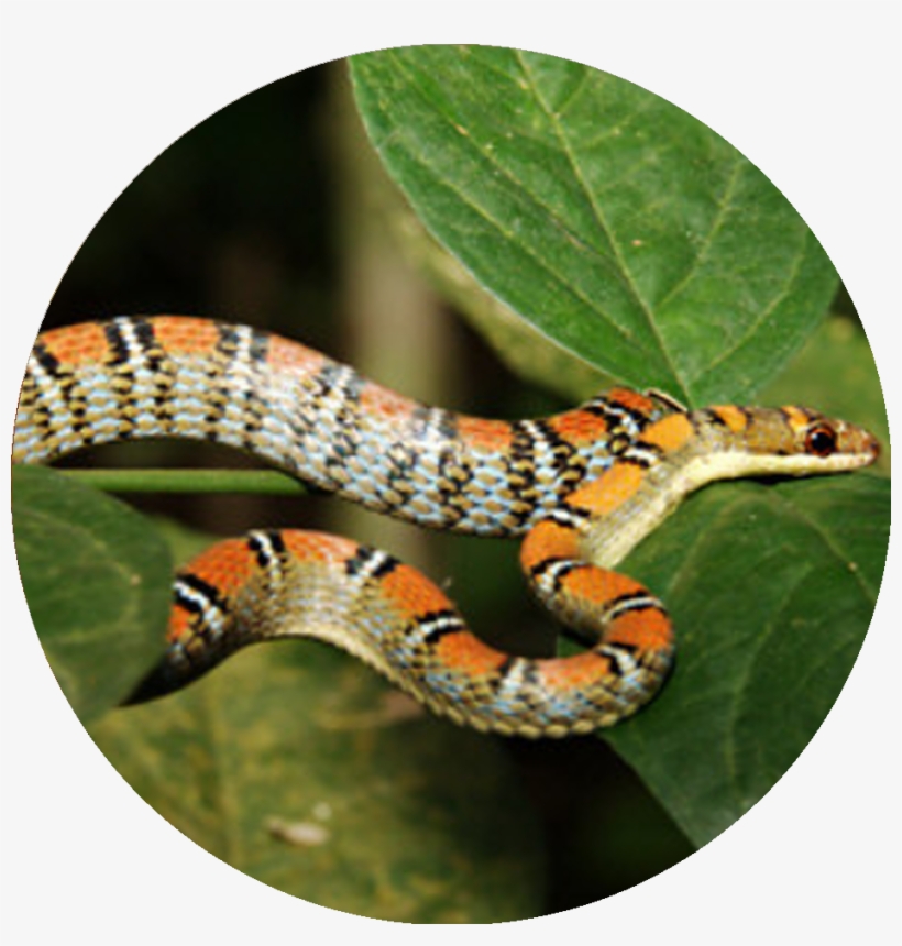 Twin-barred Tree Snake - Twin Barred Ular, transparent png