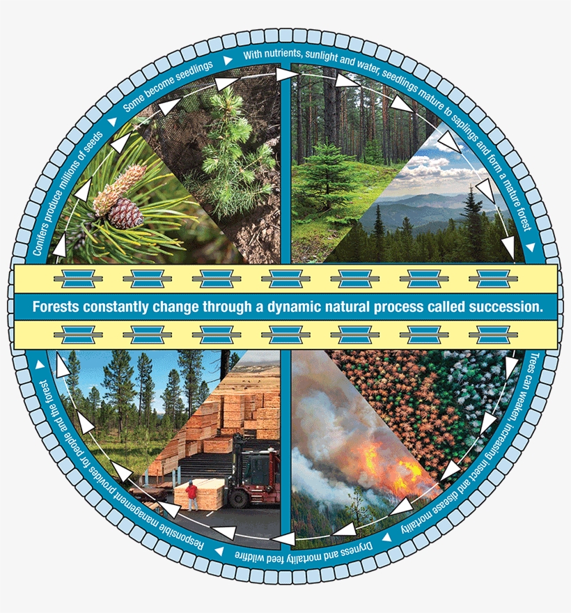Pairing Tribal Knowledge With Modern Management, The - Circle, transparent png