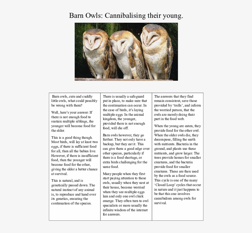 Docx - Barn Owls, transparent png