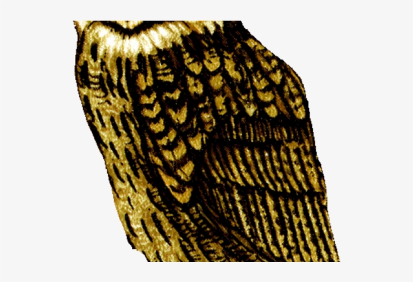 Barn Owl Clipart Clear Background - Great Horned Owl, transparent png