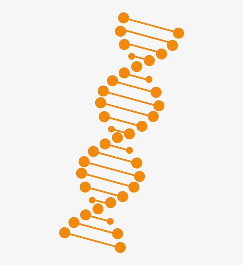 Adn-naranja, transparent png