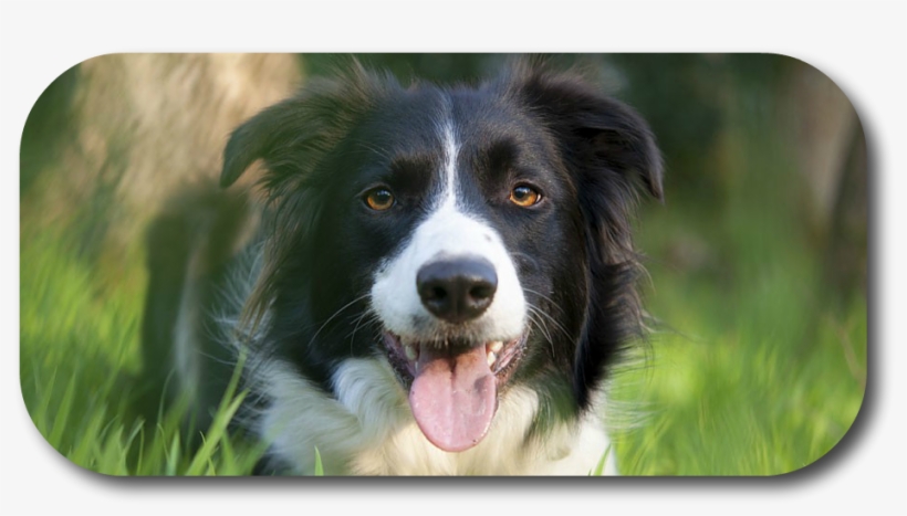 Did You Know That When Your Dog Nips At Your Heals - Border Collie, transparent png