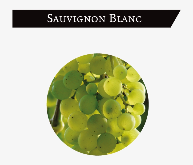 It Is A White Grape Cultivated In The North And East - Grape, transparent png