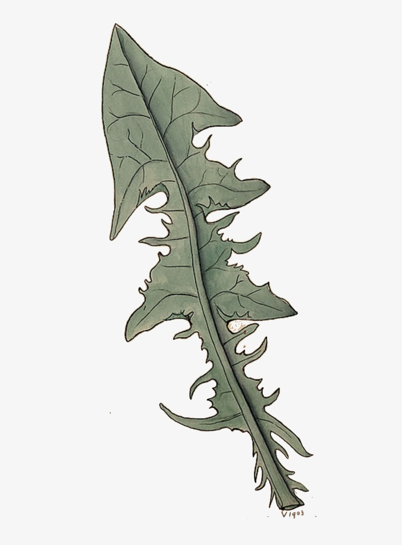 Bauhin, In His Pinax, Edition Of 1623, Enumerates Two - Sea Kale, transparent png