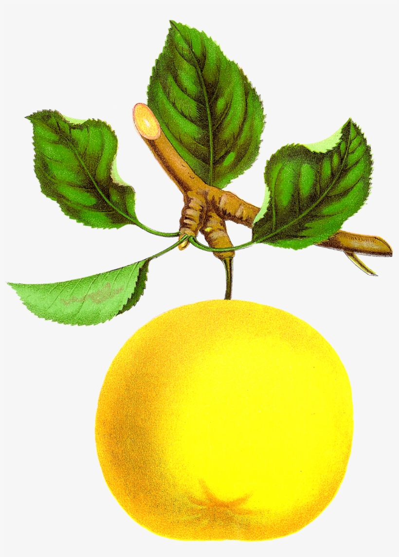 Vintage Botanical Fruit Clipart, transparent png