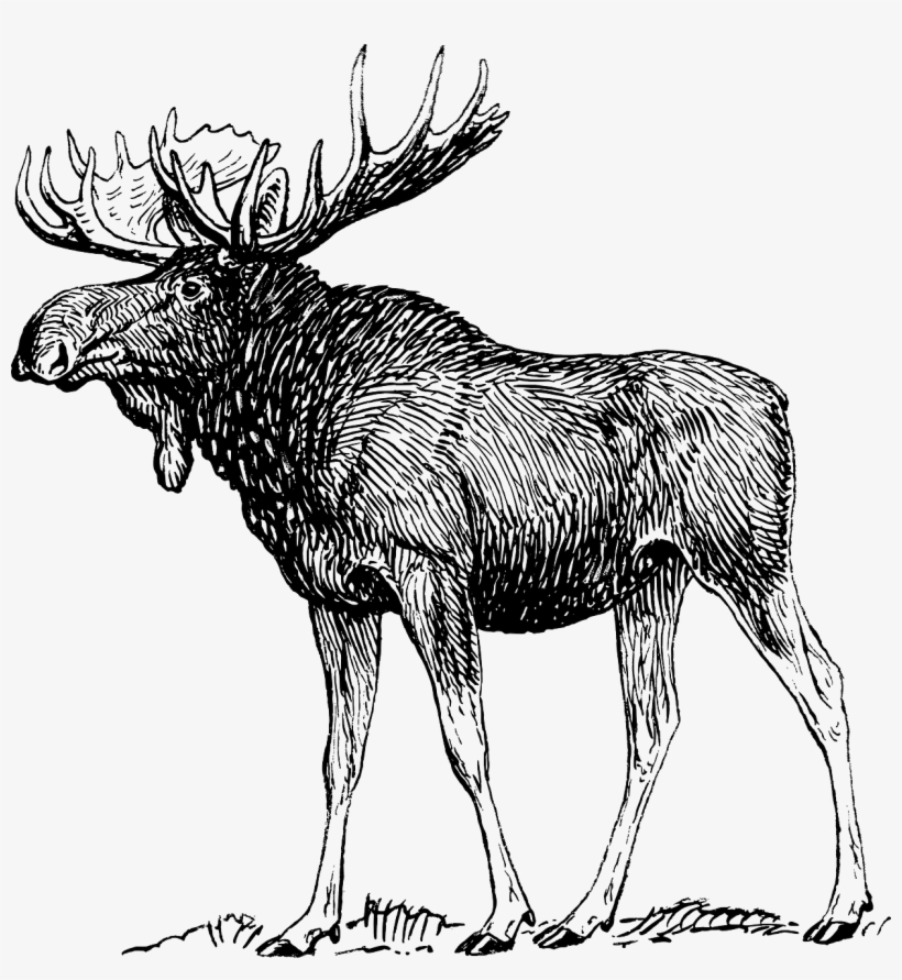 Moose Elk Reindeer Antlers Png Image - Moose Black And White Drawing, transparent png