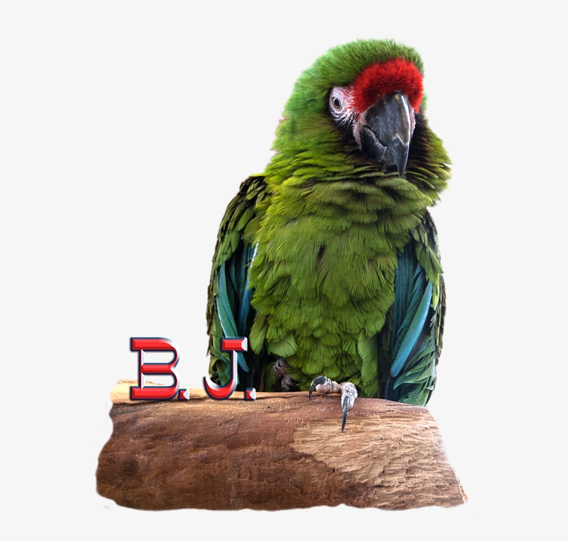 Click And Drag To Re-position The Image, If Desired - Macaw, transparent png