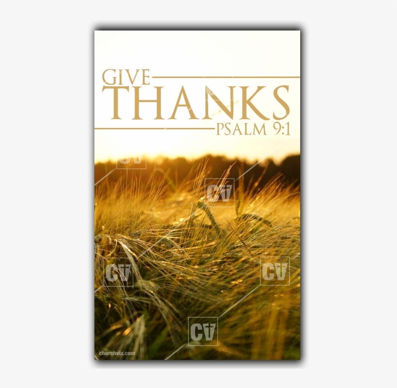 Grass, transparent png