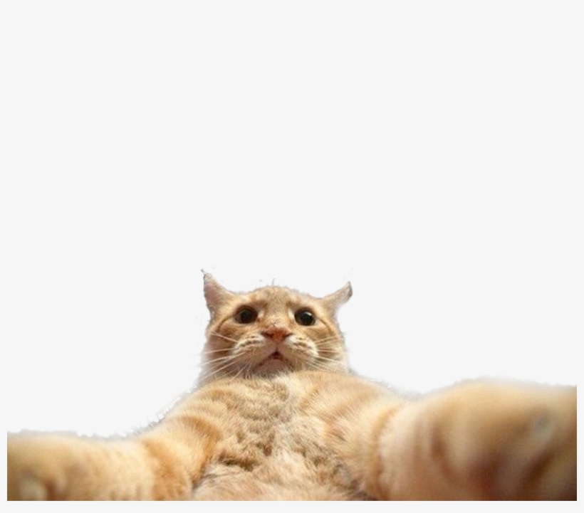 #funny #cat #catlover #cats #selfie - Джонни Кэтсвилл Png, transparent png