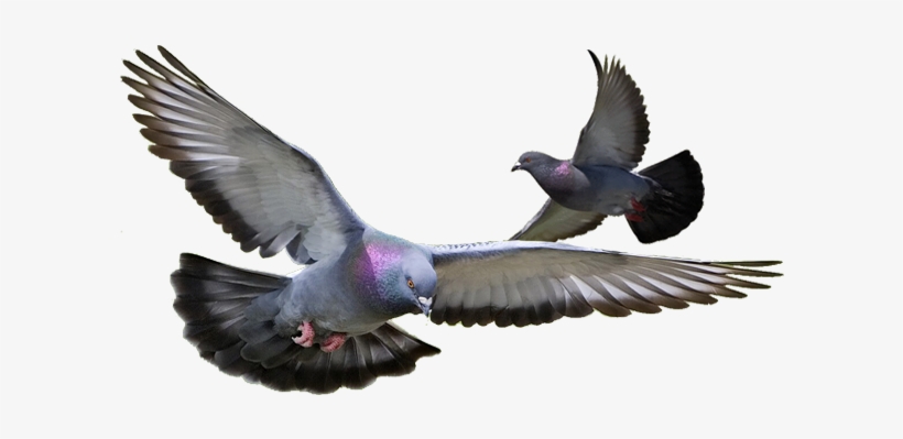 Control De Palomas - Pigeon Png, transparent png