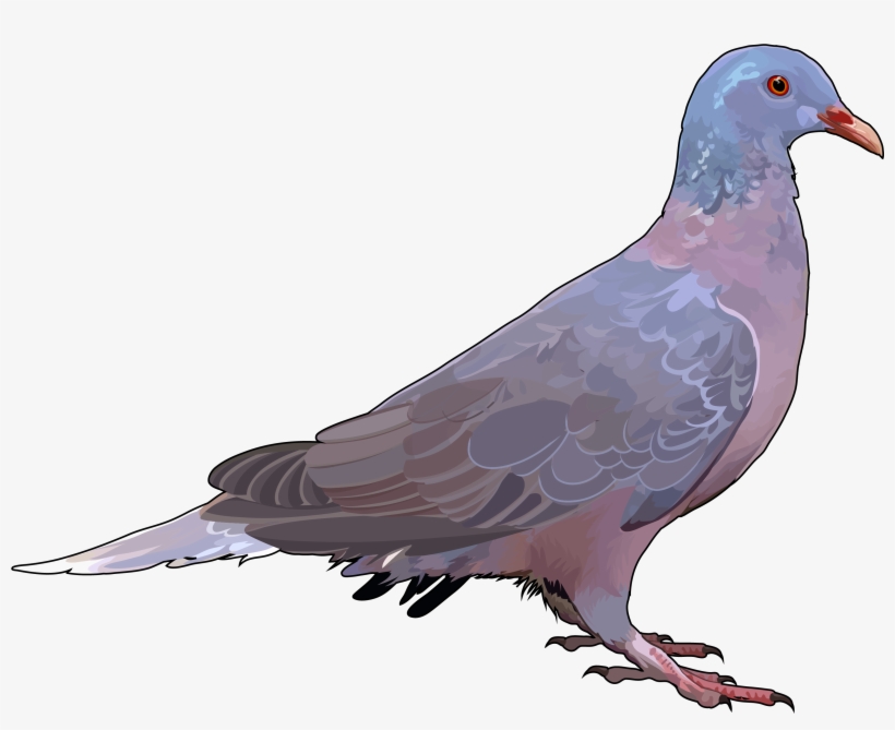 Paloma-rabiche - Paloma Rabiche Y Turque, transparent png