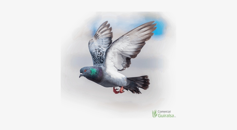Pienso Para Palomas - Pigeon Eat, transparent png