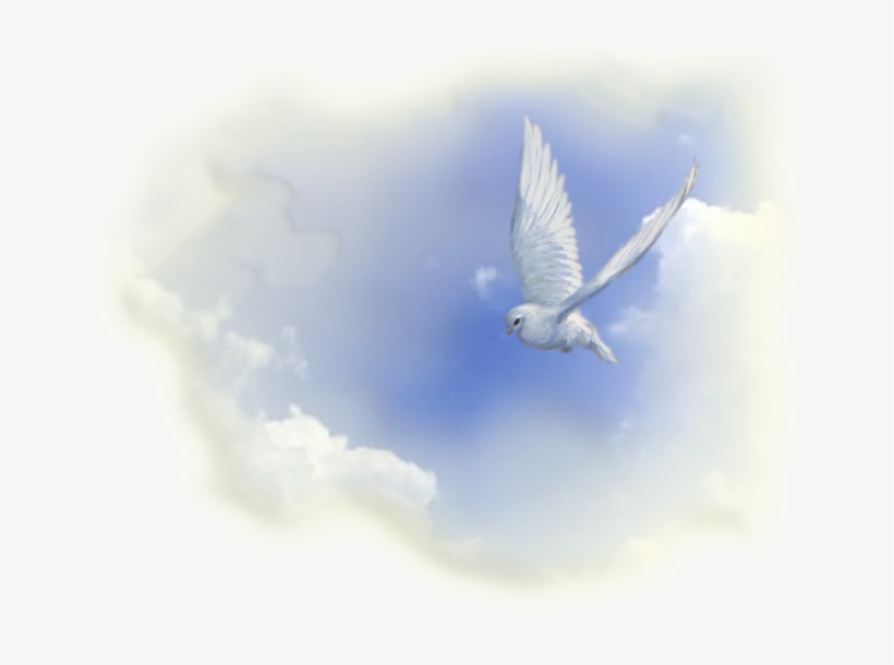 Deseamos De Corazón Darles La Bienvenida A Nuestro - Pigeons And Doves, transparent png
