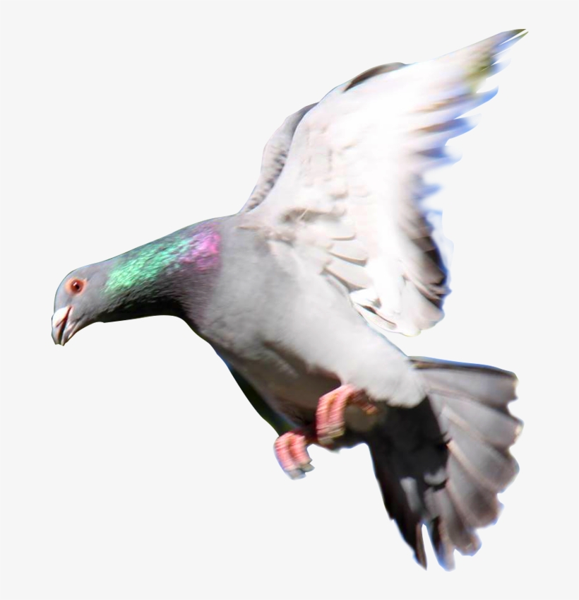 Related Wallpapers - Palomas Mensajeras Png, transparent png