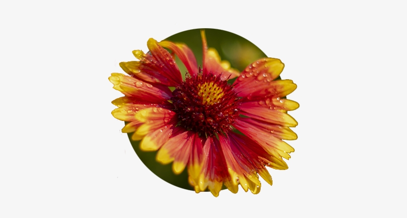 Red And Yellow Daisy At Bosky Dell Natives In West - Bosky Dell Natives, transparent png