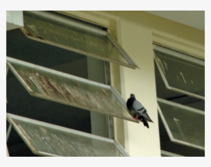 En La Escuela Hay Palomas Y Golondrinas - School, transparent png