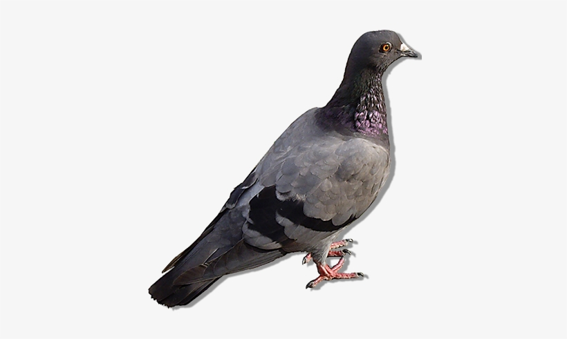 Control De Plagas De Palomas - Columba Livia, transparent png