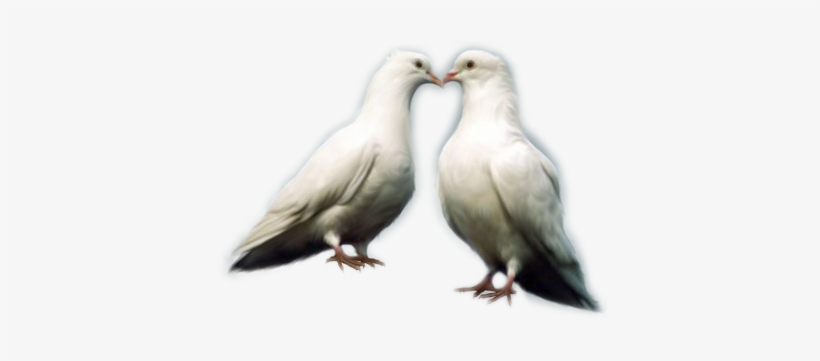 Edit - Dove Lover Bird Png, transparent png