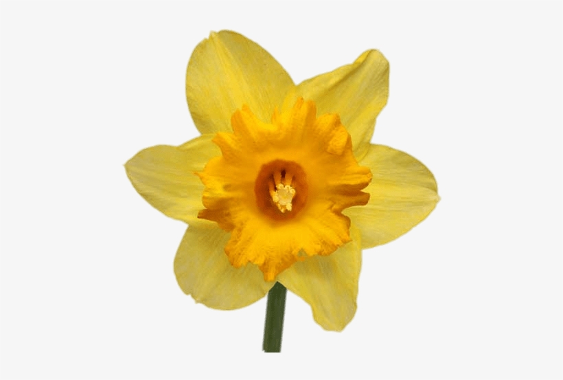 Stickpng003 Load20180523 Transparent Png Sticker - Transparent Daffodil Backgrounds, transparent png
