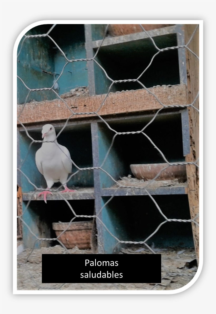 Pasos Previos Antes De Aparearse - Cockatiel, transparent png