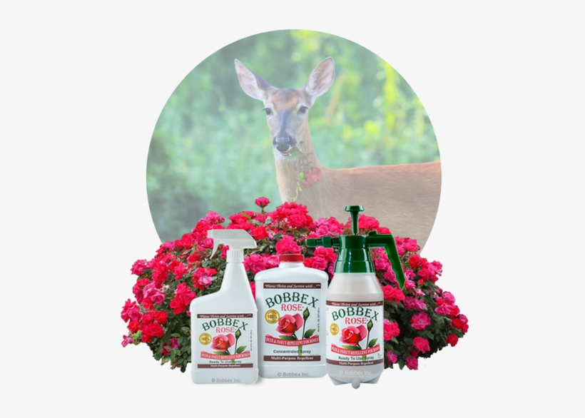 Additional Information - Bobbex Rose B550220 Deer And Insect Repellant 32 Oz, transparent png