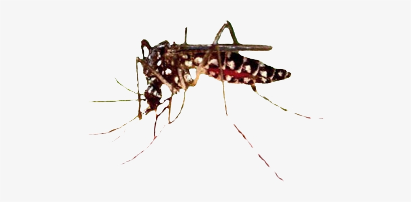 Secretaria De Salud Vectores, transparent png