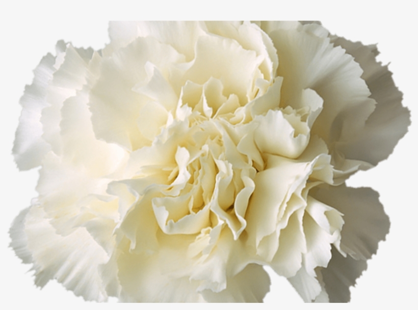 Transparent White Flower Crown More Information - White Carnation Flower Transparent, transparent png